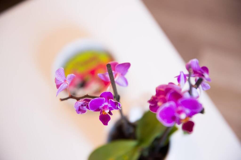 A Bright Hideaway Apartment Dubrovnik Bagian luar foto